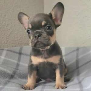 Sammy