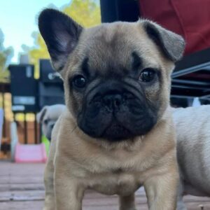 Elliot